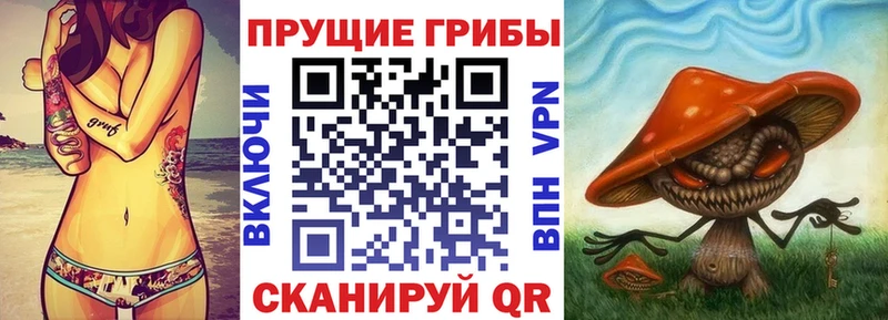 наркотики  Полесск  Псилоцибиновые грибы GOLDEN TEACHER 